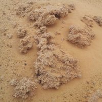 Sand flower
