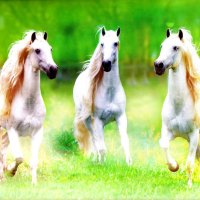 The Three Muskateers