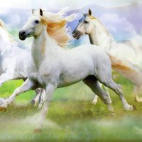 Andalusian Stallions