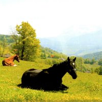Mother and her Foal Resting