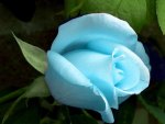 blue rose