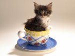 ~Cup Kitten~
