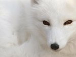 ~White Fox~