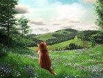 Kitty in the Meadow