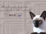 Siamese Quote