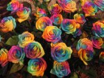 rainbow flowers
