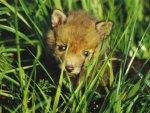 baby red fox