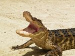 American Alligator