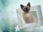 Siamese Kitty