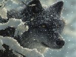 Wolf in Snow
