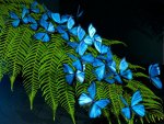 Morphos