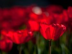 Red Tulips