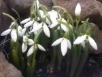 snowdrops
