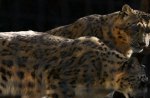 Snow Leopards