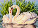 White Swans