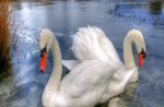 Mute swans