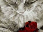Cat with red rose