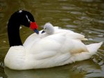 Sweet cygnet