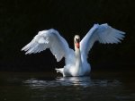 The beautiful swan