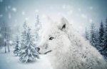 Winter Wolf