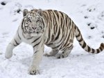 Snow Tiger