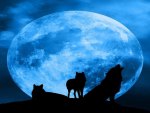 Blue Wolf Dreams