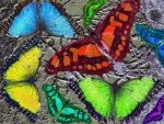 Colorful Butterflies