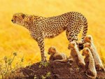 Cheetah And Babies