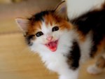 CUTE KITTY