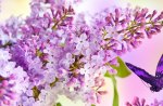 Lilacs Blooming
