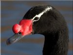 Blacknecked swan