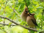 Waxwing pair