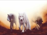 Brotherhood Of Wolves