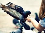 girl_feeding_pigeon