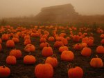 spooky fog on a pumpkin patch