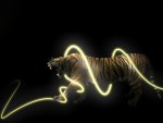 tiger light