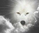 Black & White Wolf Fantasy