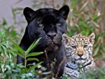 Big Cats