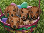 Puppies in a basket