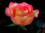 Two toned rose