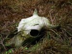 Nature and Decay - Rotting Bull Skull