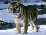 tiger in ice