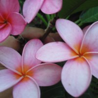 FLOWER PICT TAKEN BY ME