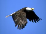 eagle in flight