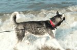 husky at the beach