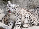 Snow leopard cub