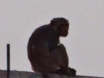sad monkey