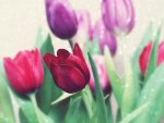Tulips