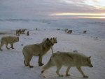 Arctic Wolves