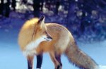 Beautiful Fox